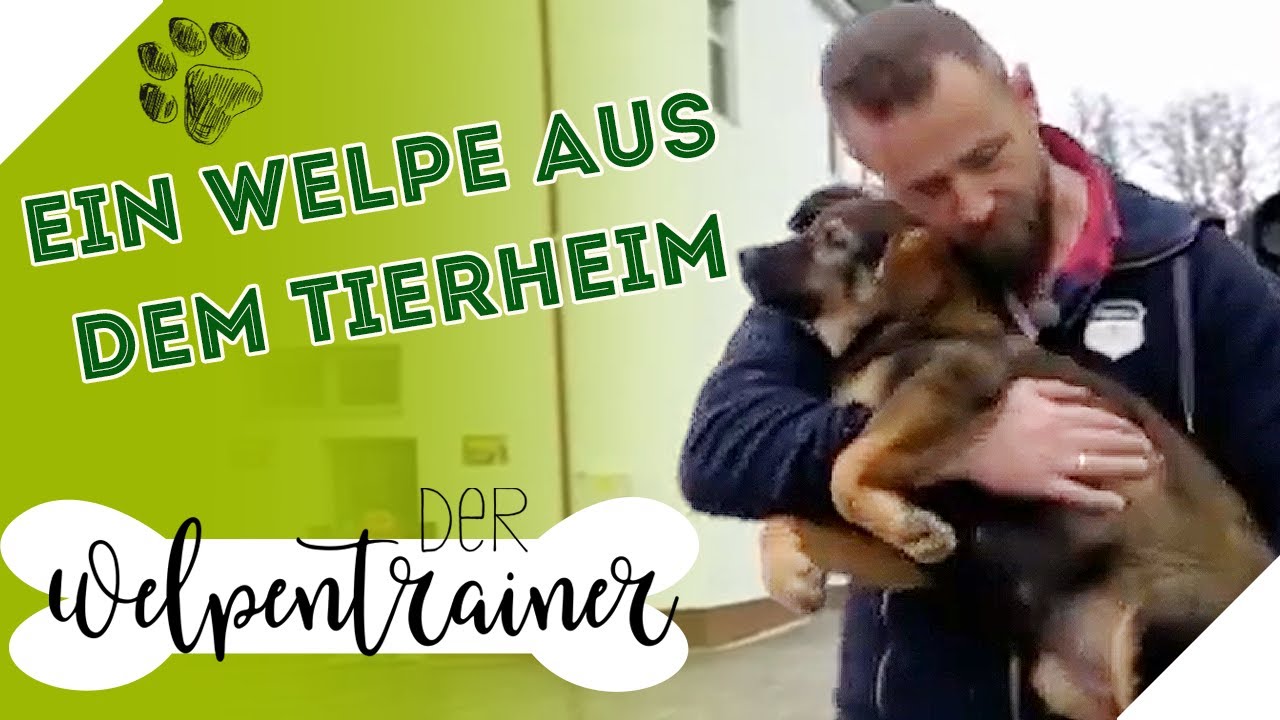Ein Welpe aus dem Tierheim: Was ist zu beachten? | Der Welpentrainer | sixx