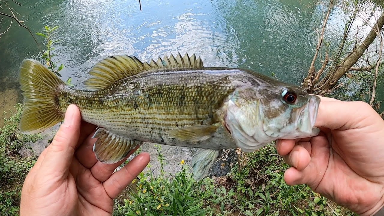 Alabama Creek Fishing for CAHABA BASS