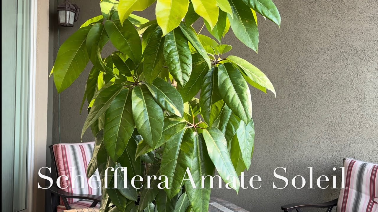 The Schefflera Amate Soleil - A Neon Golden Umbrella Tree