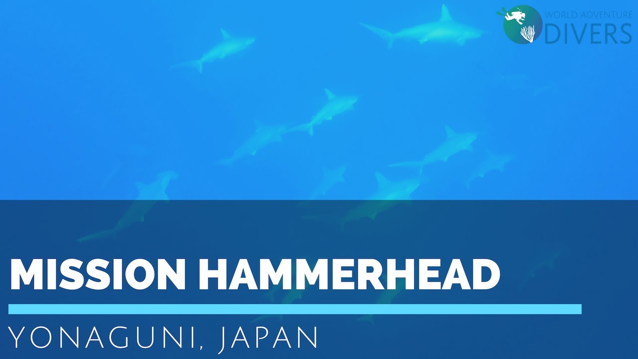 Diving in Japan : Mission Hammerhead Sharks in Yonaguni