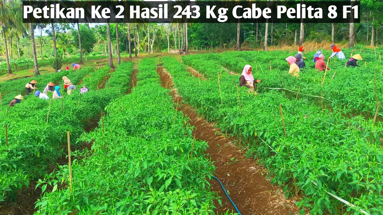 Tips Sukses Budidaya tanaman cabe rawit hijau pelita 8 F1 Dari Awal Sampai Panen