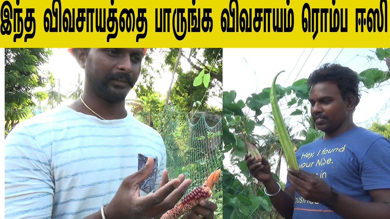 நாட்டு விதைகள் இலவசமாக தருகிறார்