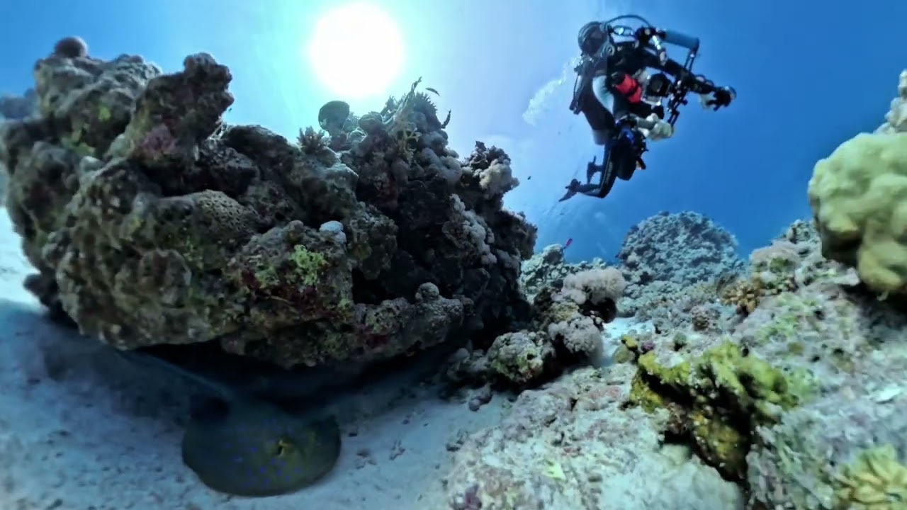 Diving in the Red Sea