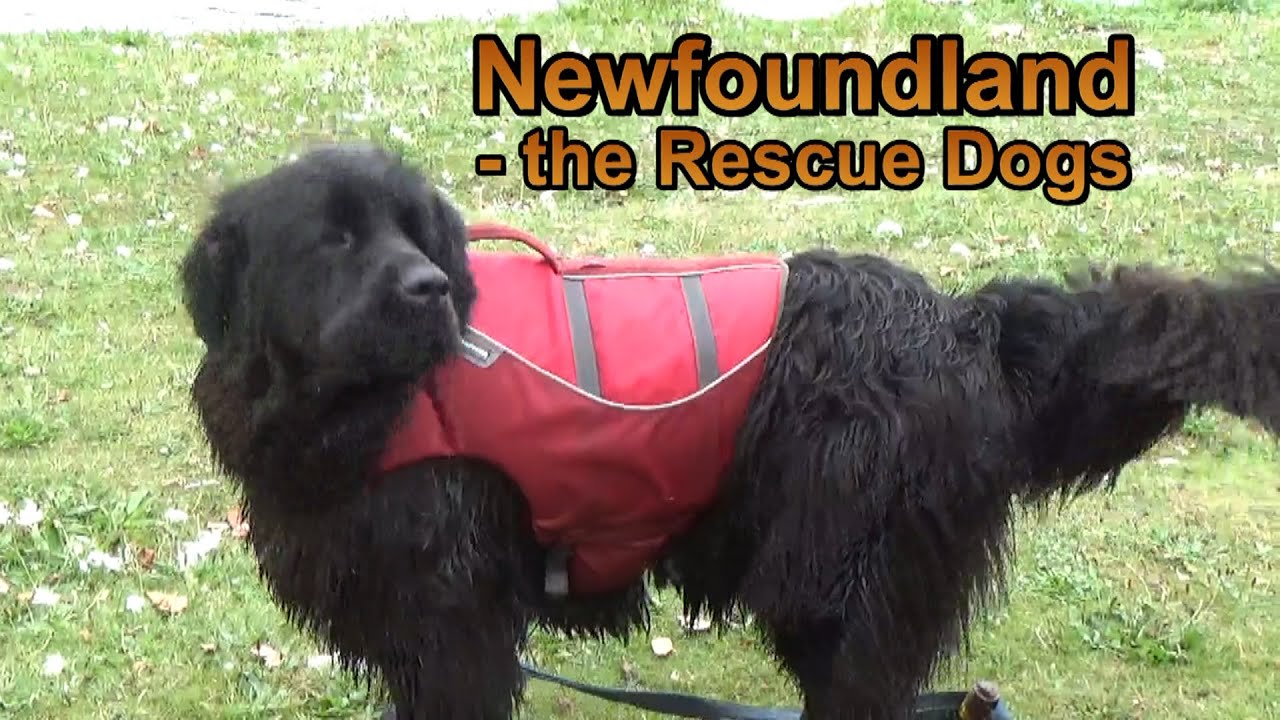 Newfoundland  -  the Rescue Dogs
