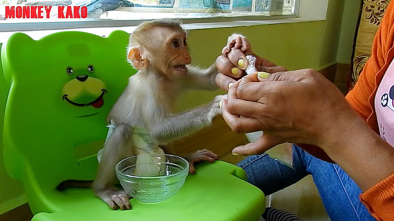 Reaction Baby Monkey Luna Request Mom Eat Porridge Dessert