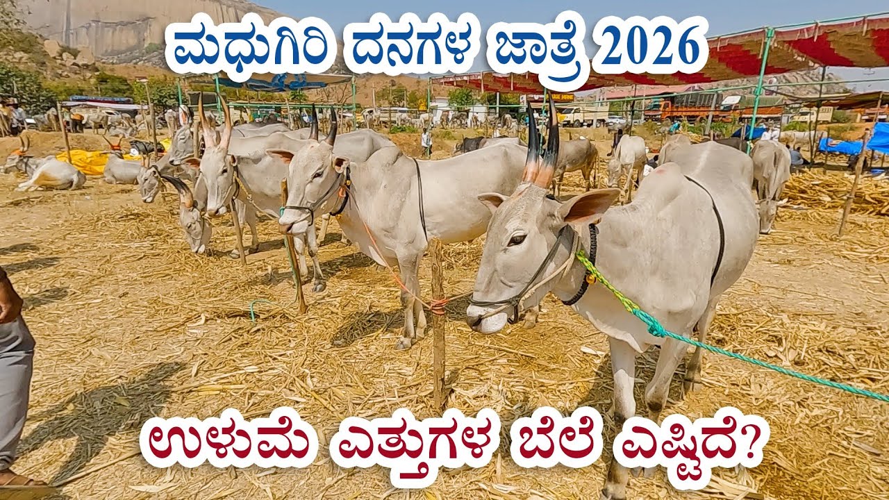 Rate of Hallikar working bulls in Madhugiri Jathre