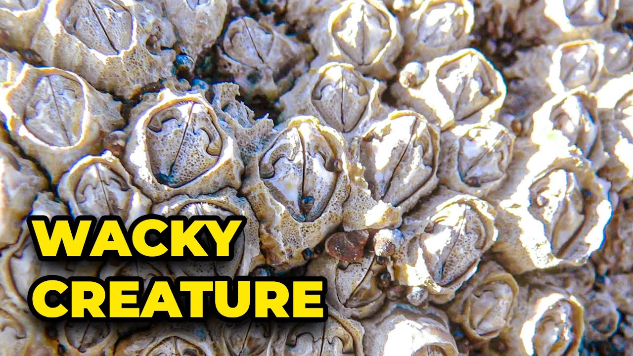 Морские уточки: приготовьтесь к изумлению!