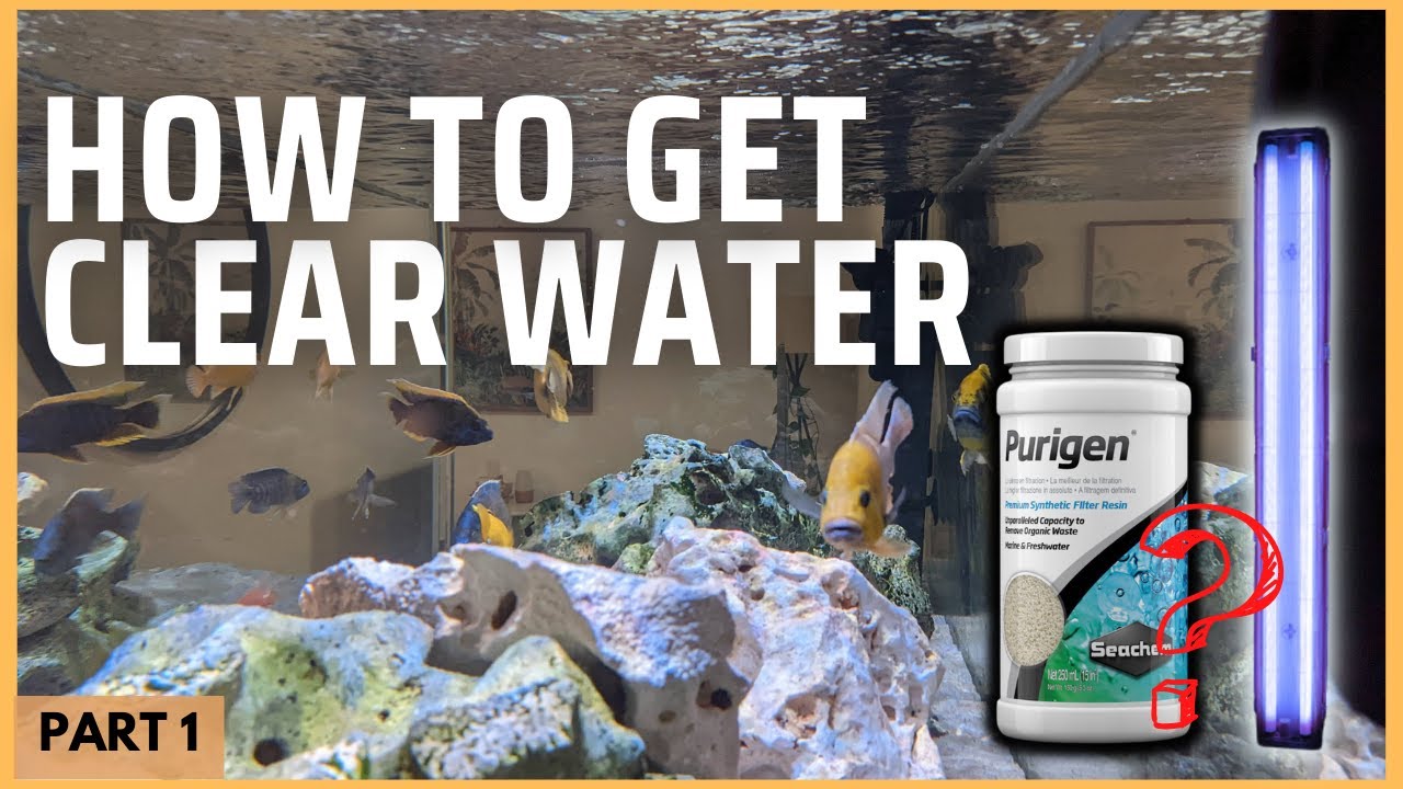 CLEAR and CLEAN water for African Cichlids: Managing nitrates and algae in your fish tank (Part 1)