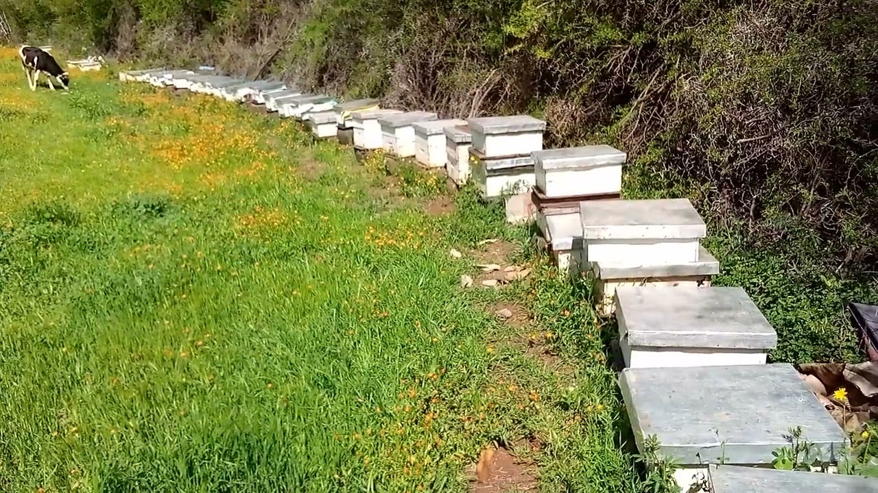 اسرار نجاح العاسلة للتوسيع او لجني العسل ضمن اجوبة  للمبتدئين في تربية النحل (12/04/22)