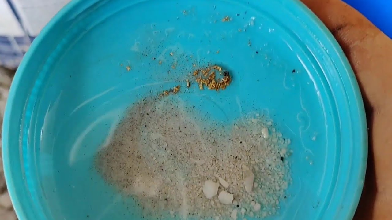 Quebrei umas amostras de pedra do filão de ouro. Confira o resultado... Revivendo emoções 
