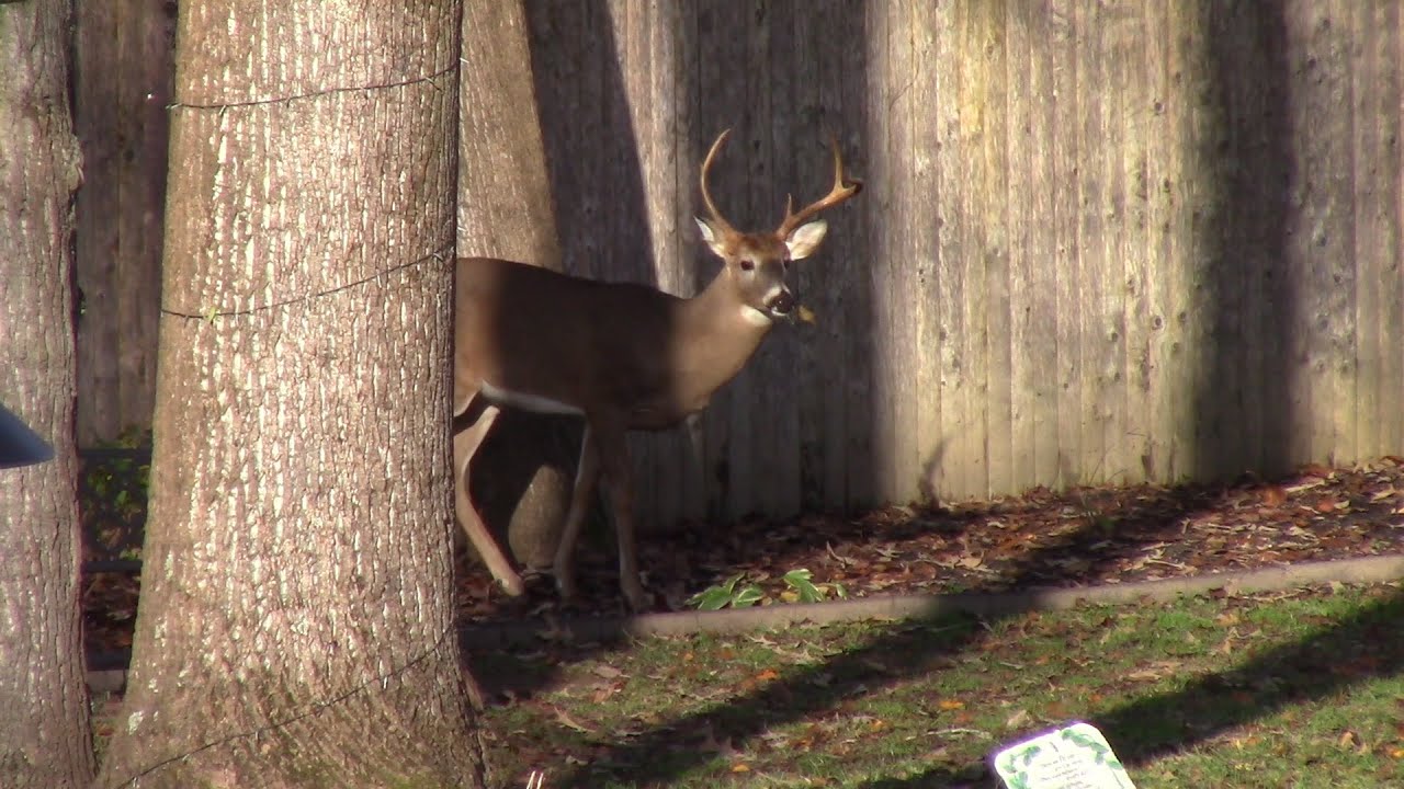 A Whitetail Buck Tending and Chasing a Doe