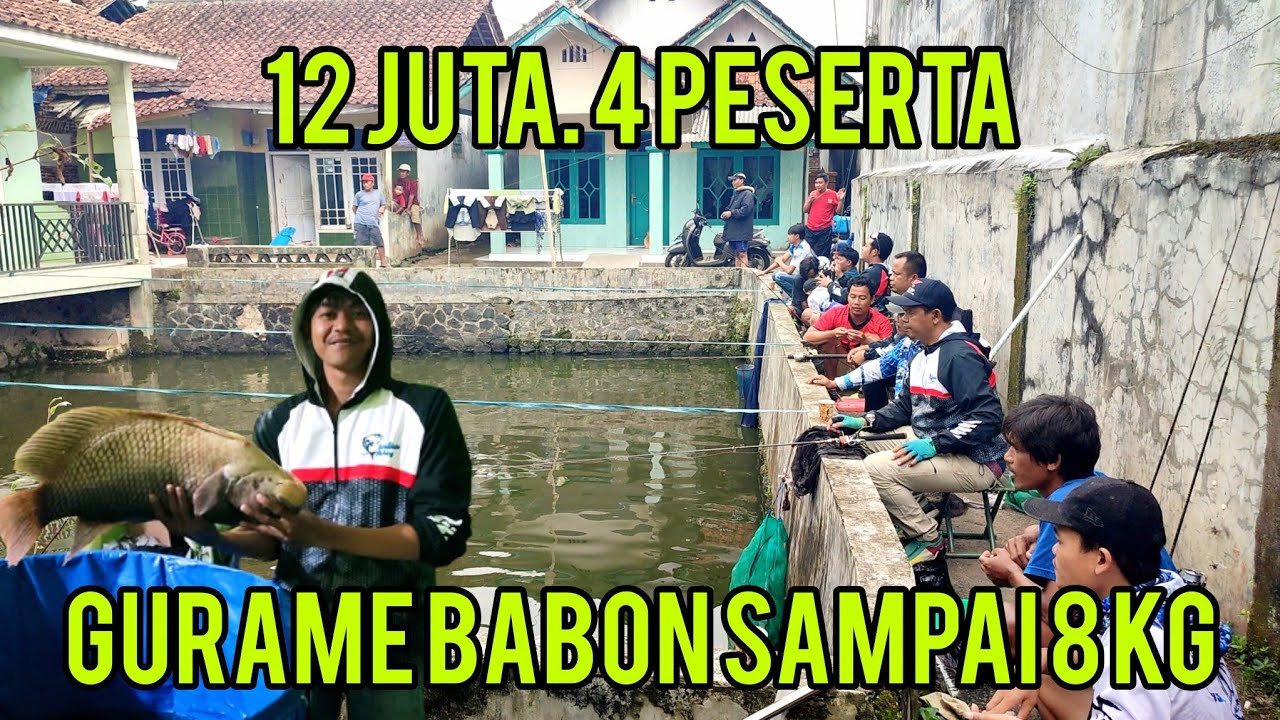 Jangan lihat kolamnya tapi isinnya gurame babon sampai 8 kg‼️di borong 12 juta 4 peserta 