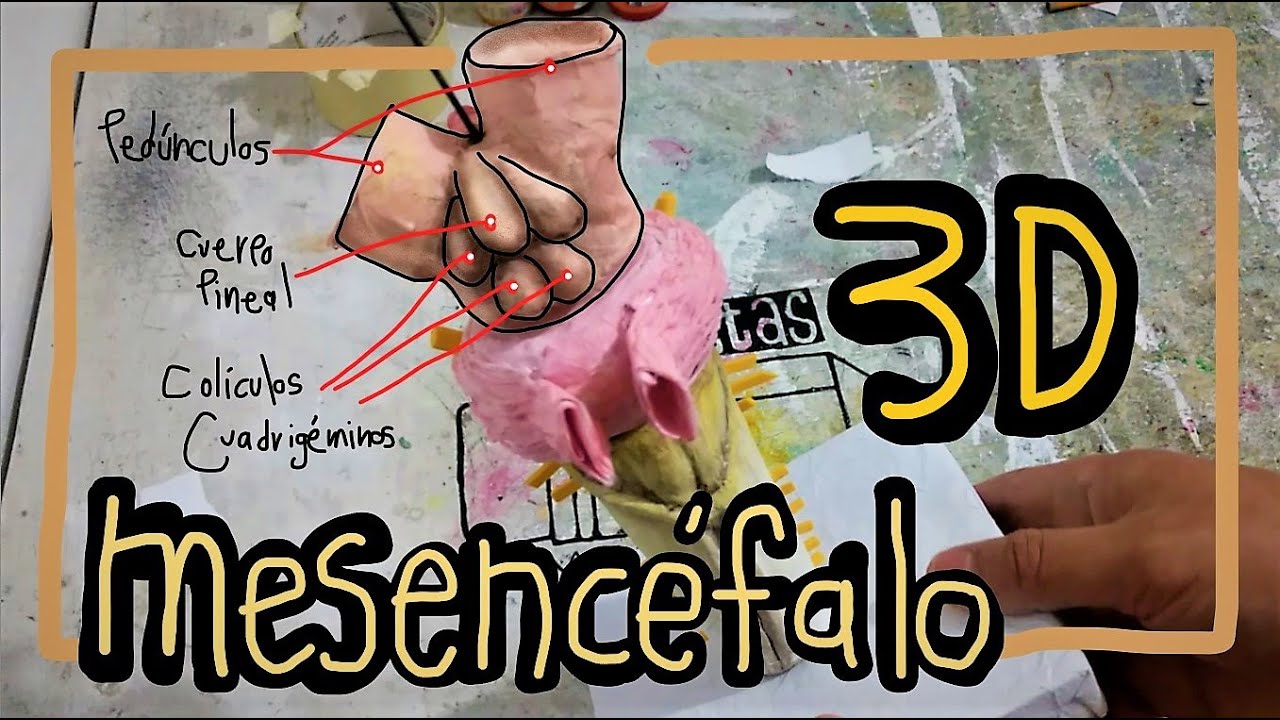 Mesencéfalo Maqueta 3D