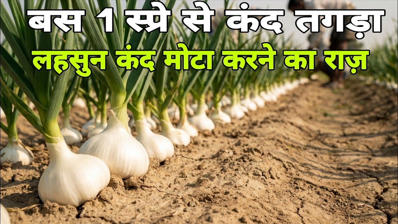 लहसुन का कंद डबल साइज कैसे करें? 🧄 मोटा, चमकदार और भारी कंद का राज़! | Smart Kisan