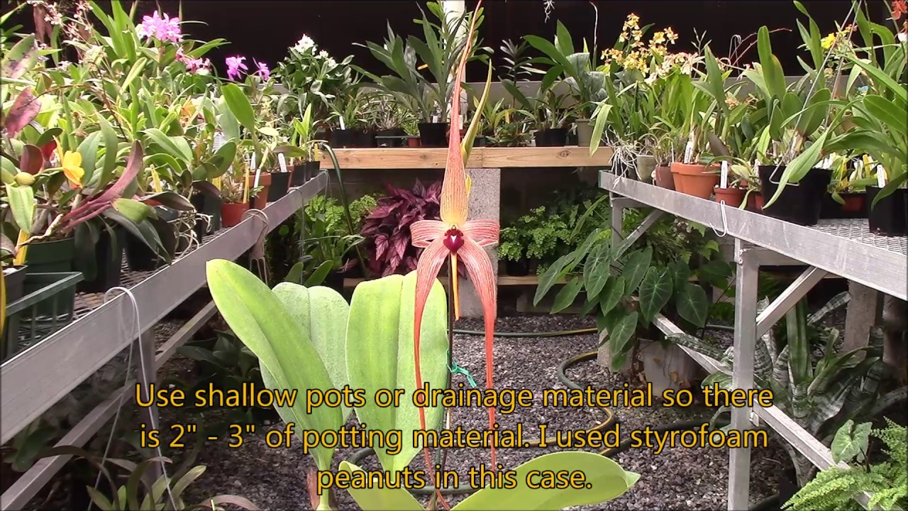 Bulbophyllum echinolabium 'Big Stinkaroo'