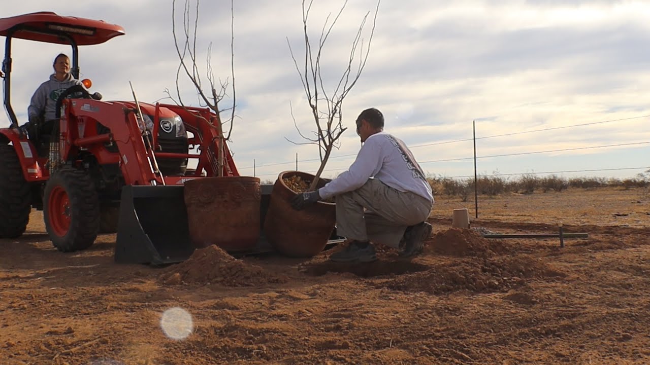 DFV | Planting White Mulberries in Winter