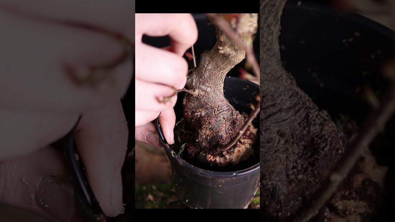 Creating two trees from one bonsai  #bonsai #bonsaicare #gardening