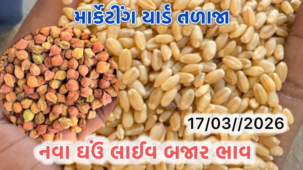 નવા ઘઉં લાઈવ બજાર ભાવ તળાજા માર્કેટ યાર્ડ #17/03/2026 #talaja #rajkot #gondal #streetfood #amreli 