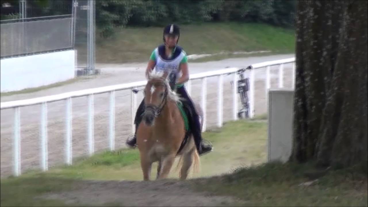 Haflinger Vielseitigkeit Kl  L Stadl Paura