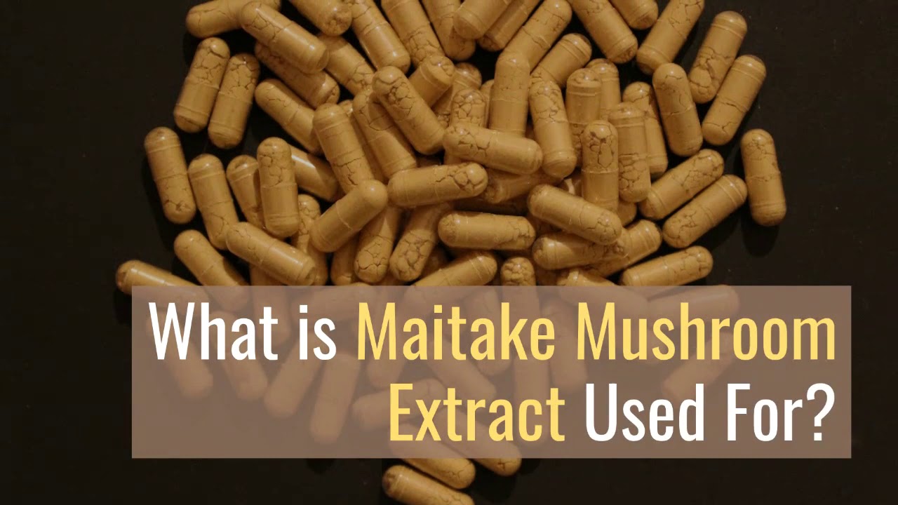 Maitake mushroom - maitake mushroom benefits - maitake mushroom extract