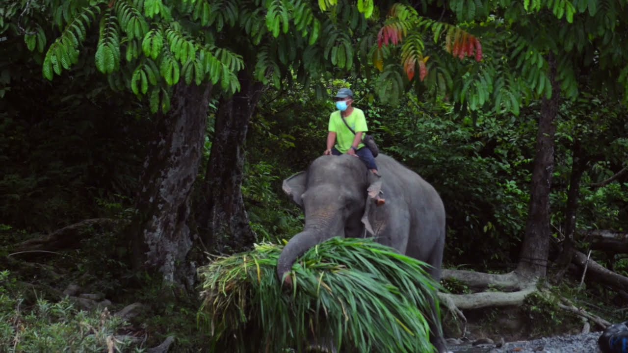 Tangkahan Ecotourism Hidden Gem di Sumatera Utara