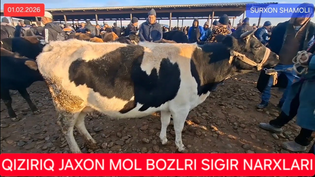 01.02.2026 QIZIRIQ JAXON MOL BOZORIDAN SIGIR G'UNAJIN NARXLARI
