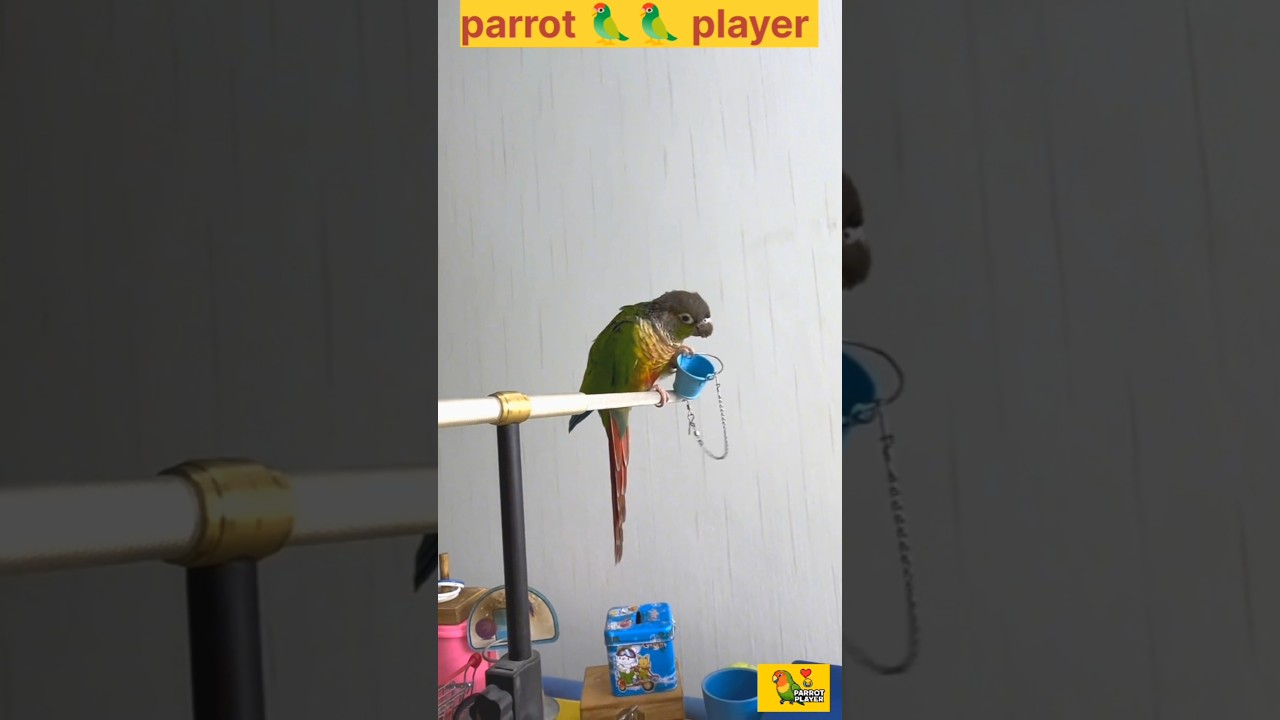 Bird Training:Smart Lovebirds parrot 🦜🦜 Little Cute Parrot #trending#smartparrot#cute