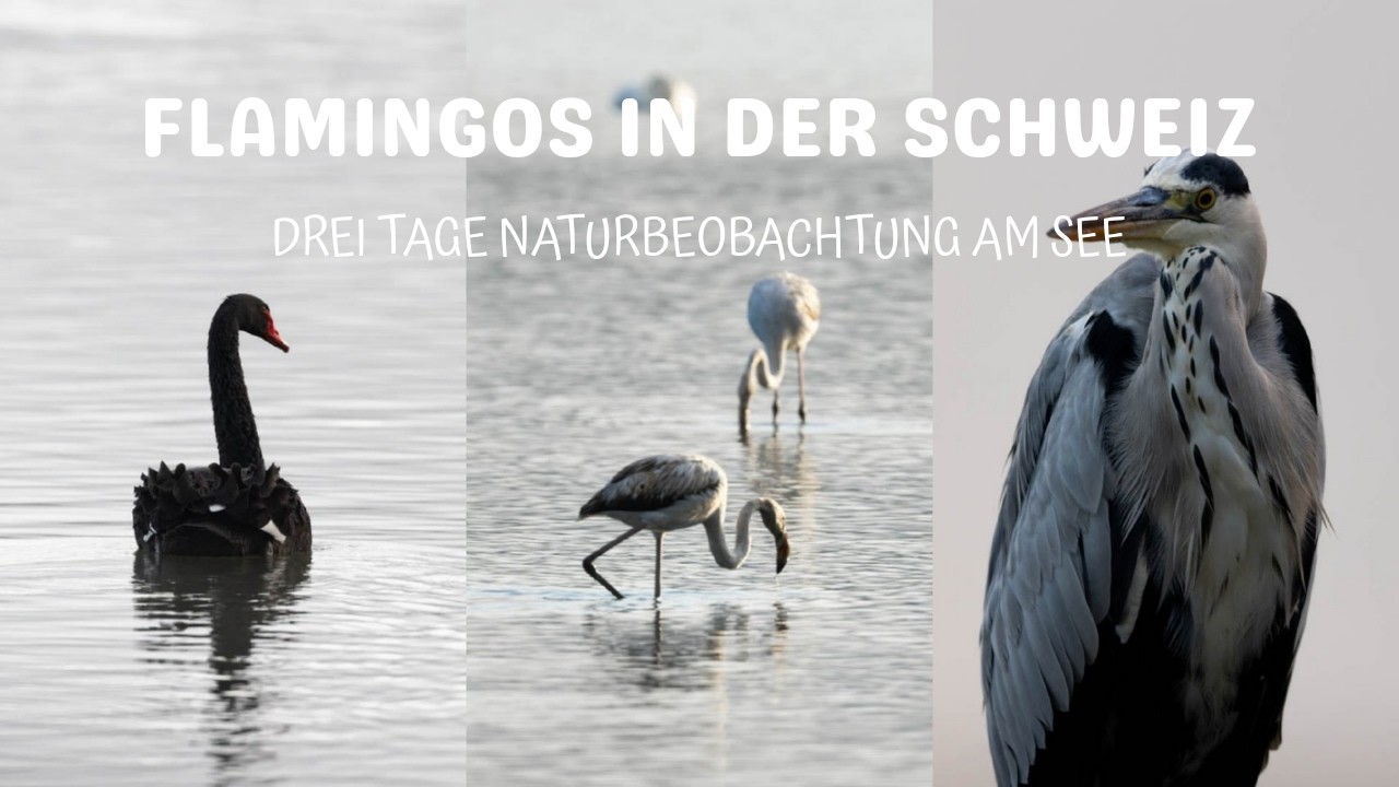 Flamingos in der Schweiz