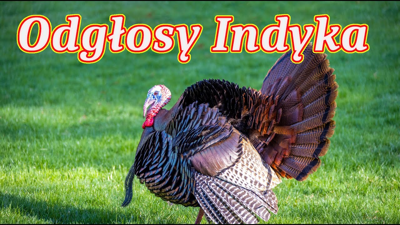 Odgłosy indyka 🦃 gulgotanie indyka