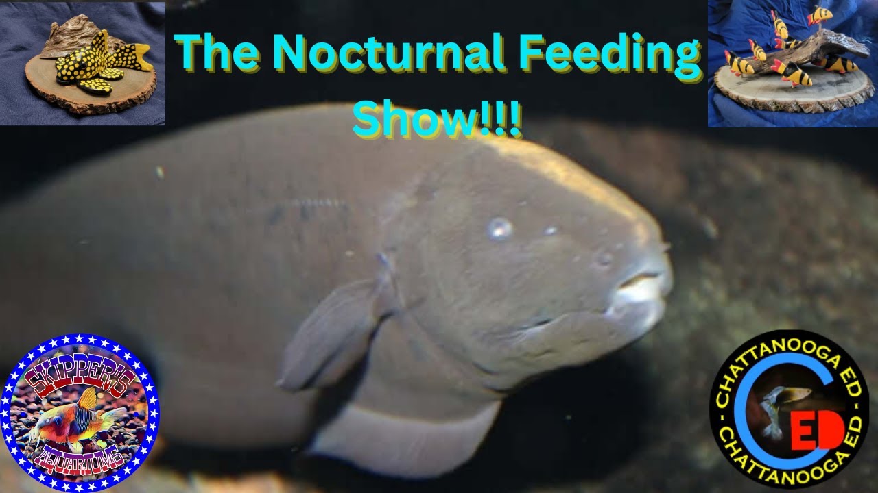 The Nocturnal Feeding Show!!!
