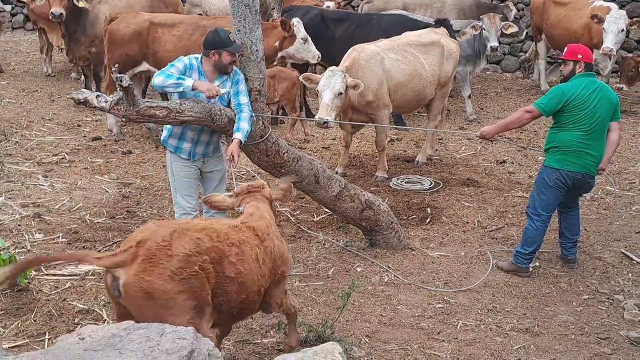 ☘️FUIMOS A BAJAR LAS VAQUILLAS, PARA DARLES DE COMER 