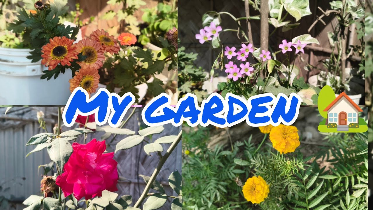 Sardiyo me fulo ko kesi bachai#assam #nagaland #northestindia #villagelife #romantic #garden 