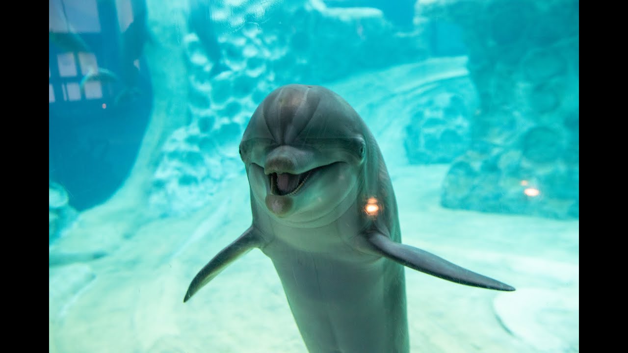 Episode 10: How to Train a Dolphin