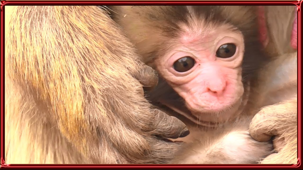 Monkey Grooming（サルの毛づくろい）