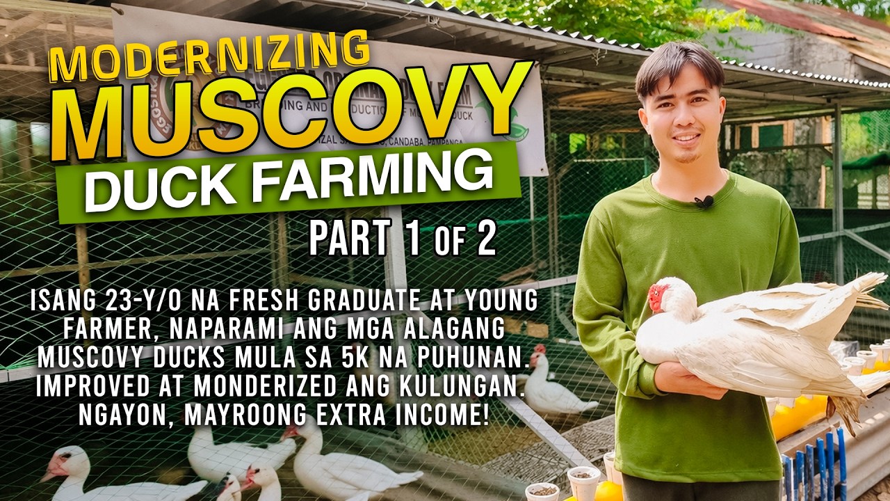 MUSCOVY DUCK FARMING: 23 YEARS OLD FRESH GRAD, NAPARAMI ANG MGA ALAGANG BIBE MULA SA 5K NA PUHUNAN