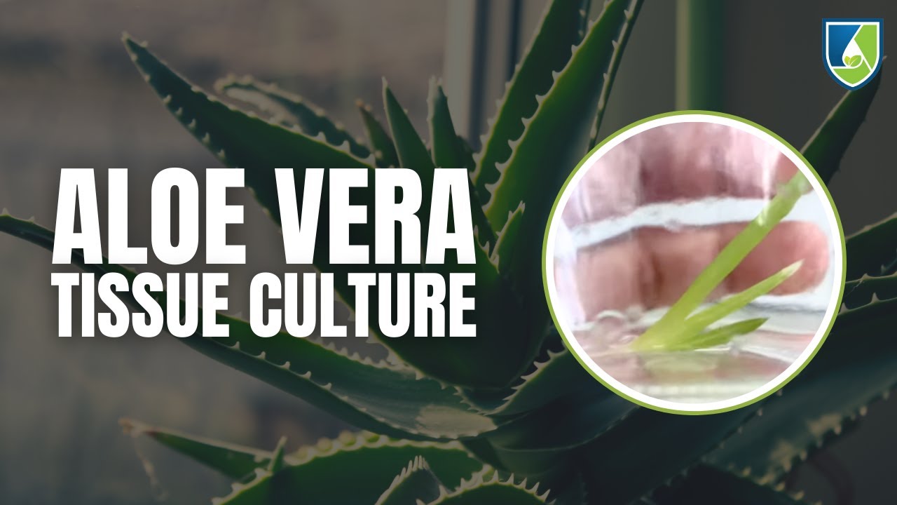 DIY Tissue Culture: Aloe Vera!