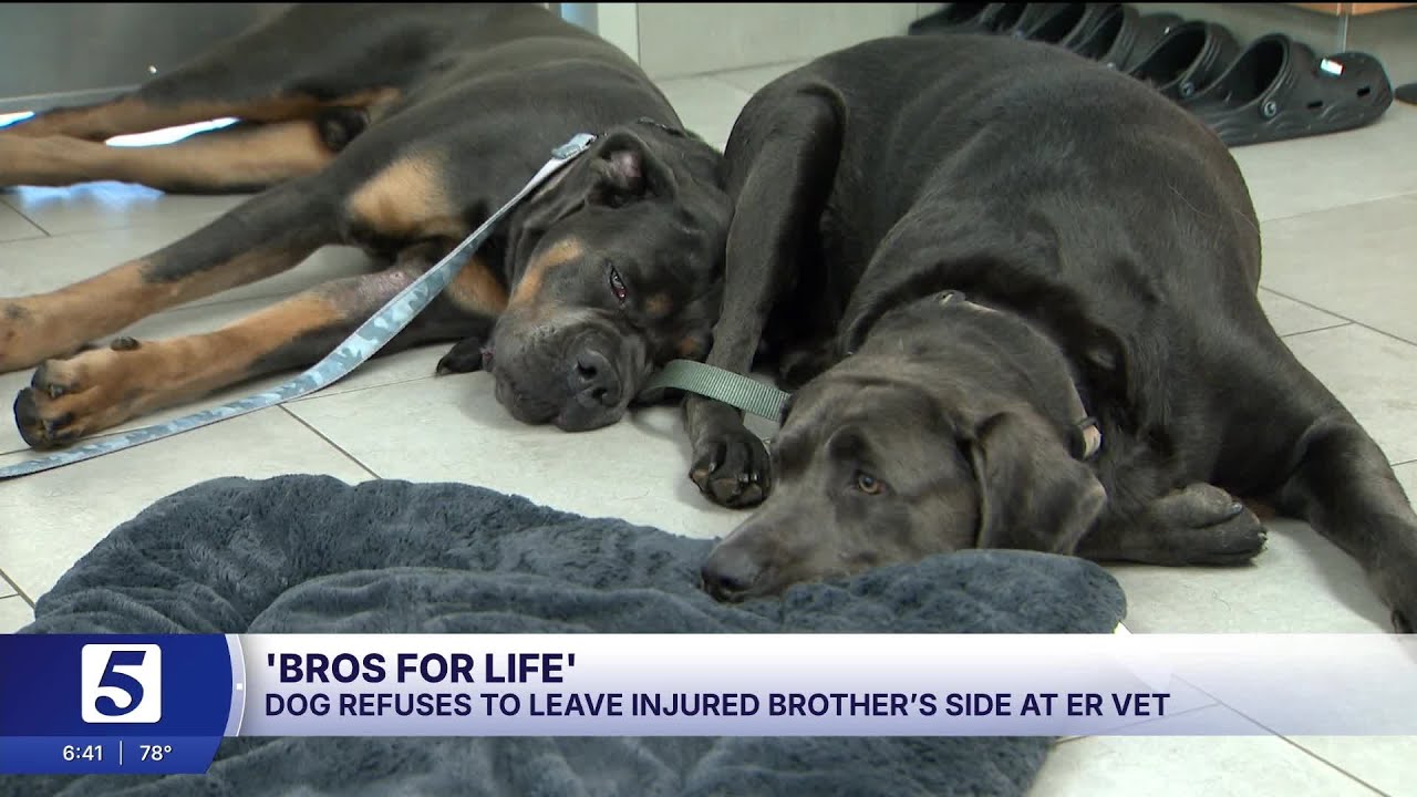 You need to see what this dog did during its brother's emergency vet visit
