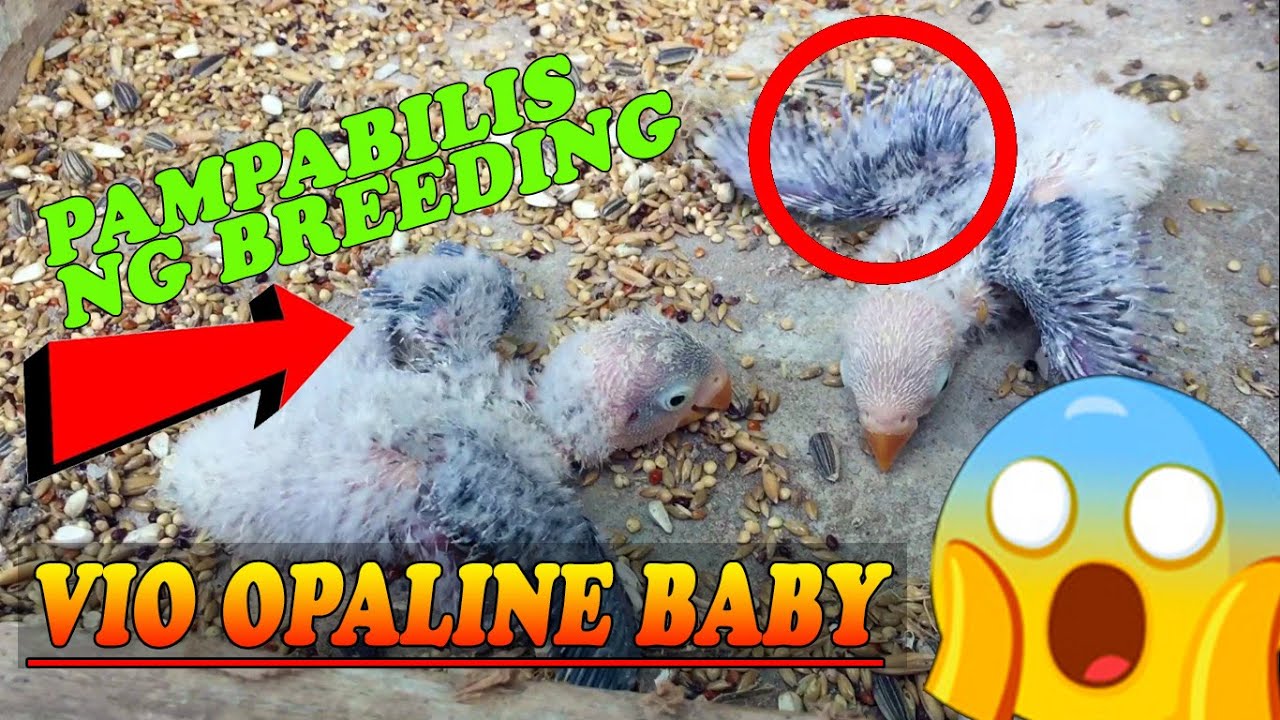 PAMPABILIS NG BREEDING | AND DAMING MAPIPISANG ITLOG NG IBON | AFRICAN LOVEBIRD BREEDING TECHNIQUE