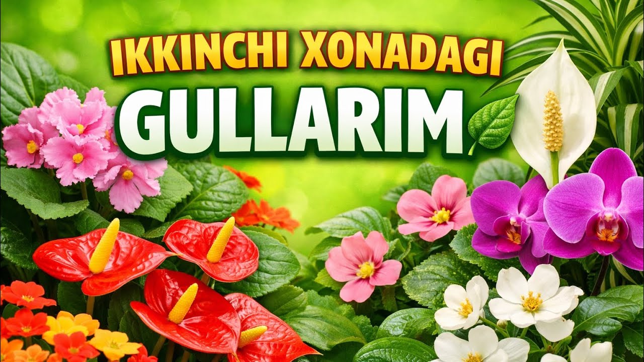 Ikkinchi xonadagi gullarim 🌿.        (My Beautiful Indoor Flowers).       #flovers #plants #nature 