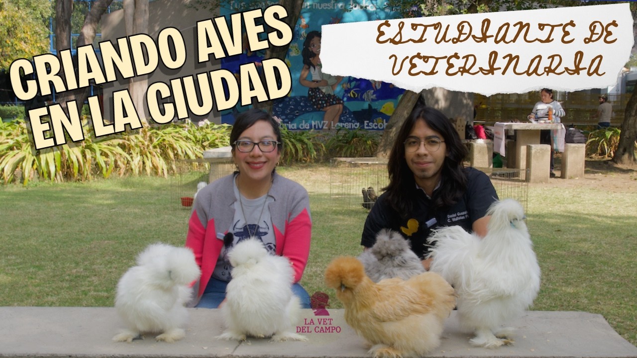 Criando y mejorando a la RAZA SILKIE. SECRETOS de un futuro veterinario.
