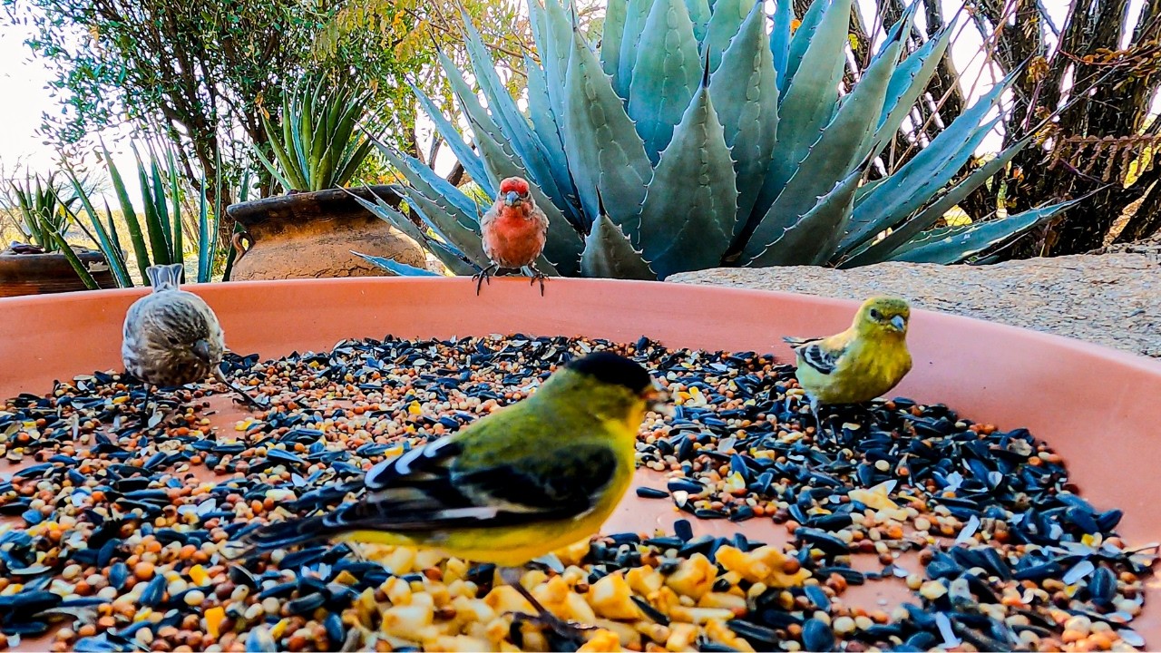 Early February Desert Birds 🐦 Finches, Goldfinches, Towhees & a Blink-and-Miss It Attack