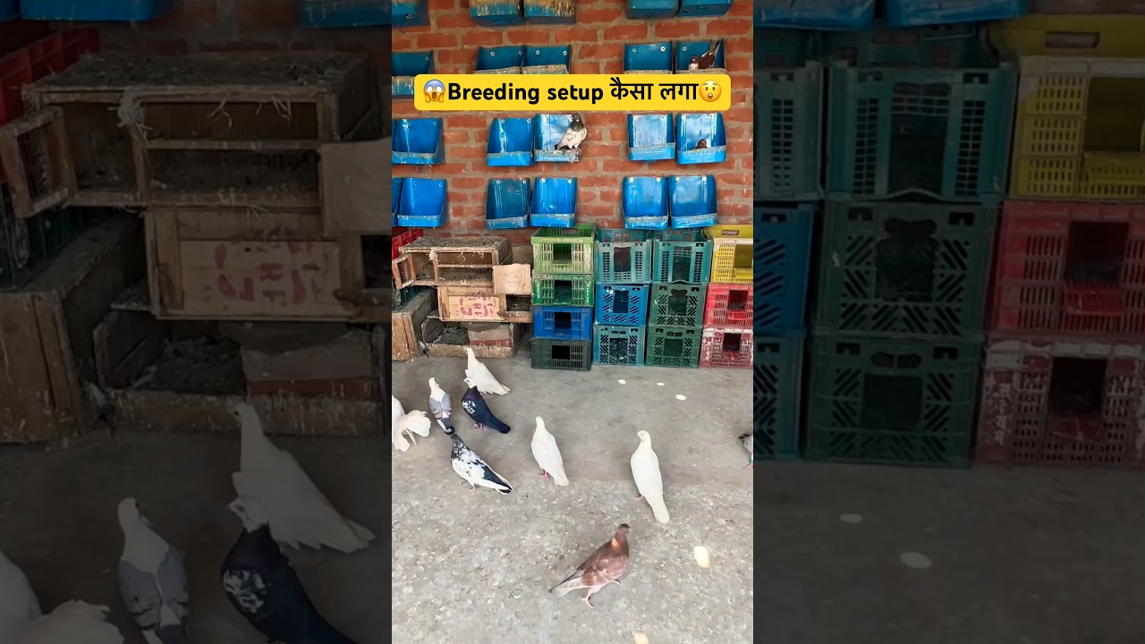 😲🕊️ My pigeon breeding setup // pigeon breeding setup // pigeon shorts video //  #pigeon #shorts