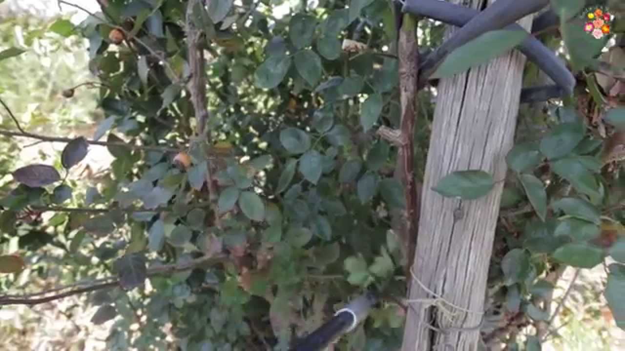 How to prune your climber rose