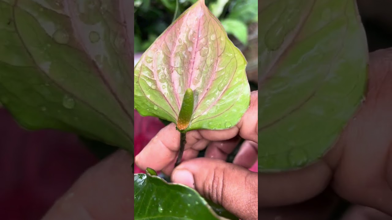 ලස්සන පැල ටිකක් එකතුකර ගමුද?