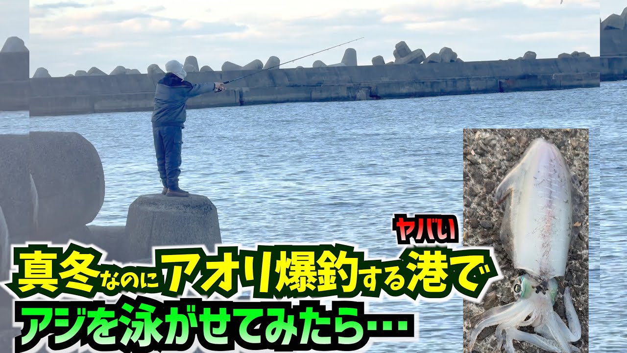 3分持ちませんでした。。。アオリイカがイレポン!!爆釣した５つの秘訣とは？