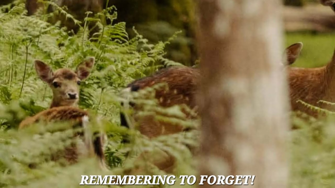 Remembering To Forget! 😊 Our Daily Bread! 🍞 Scripture Today: Psalm 42:1-8 📖 Prayer Requests! 🙏