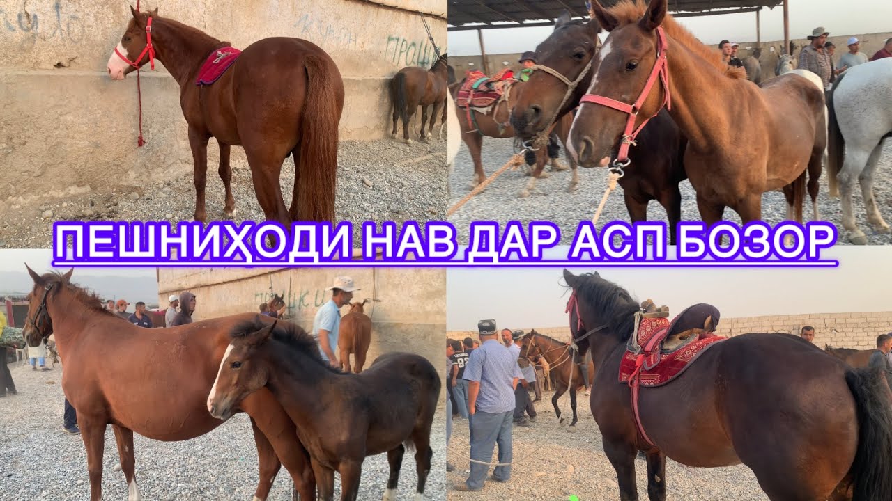 Асп бозори Душанбе (Ленский район) бо пешниҳоди беҳтарин. Нархи тойҳо, байталҳо ва аспҳои бузи.