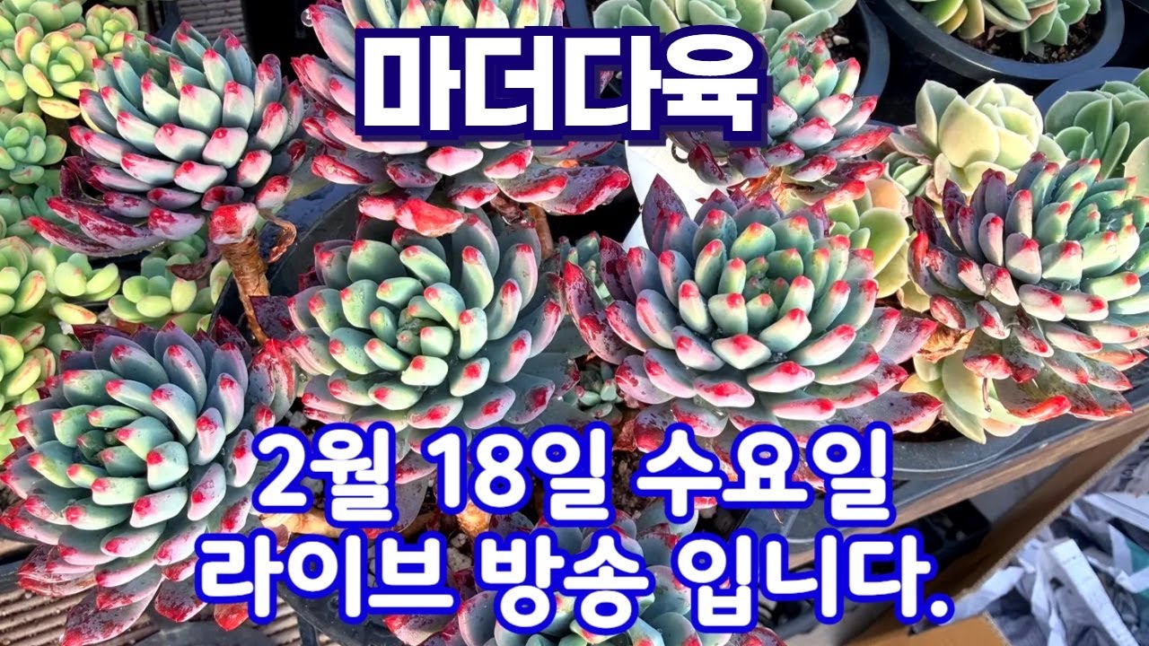 마더다육 2월 18일 수요일 라이브방송 입니다.