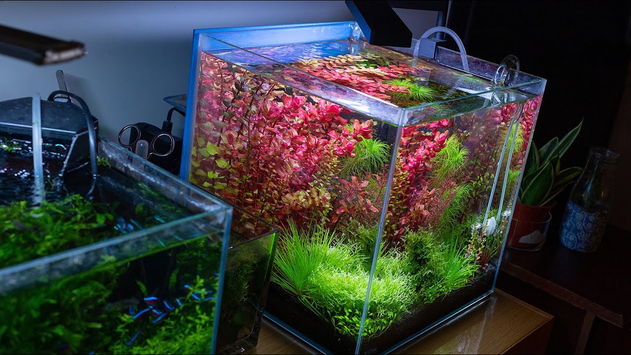 30立方 水草缸 荷蘭式造景 第75天（成景紀錄）