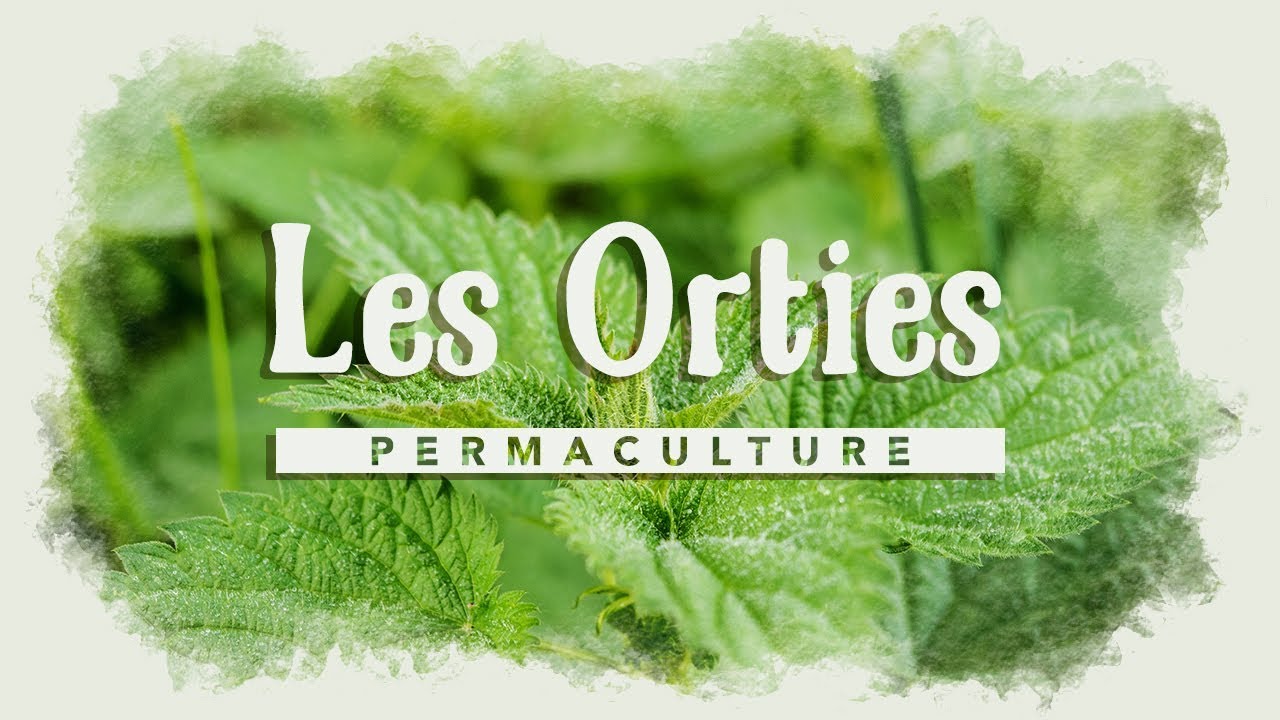 L'ortie, la fabuleuse plante des jardiniers.